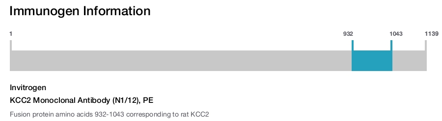 KCC2 Monoclonal Antibody (N1/12), PE