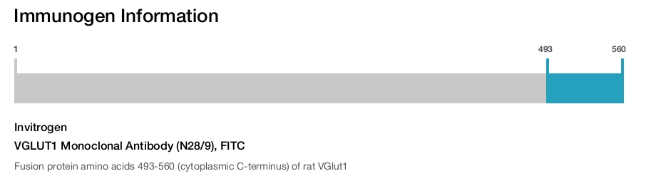 VGLUT1 Monoclonal Antibody (N28/9), FITC