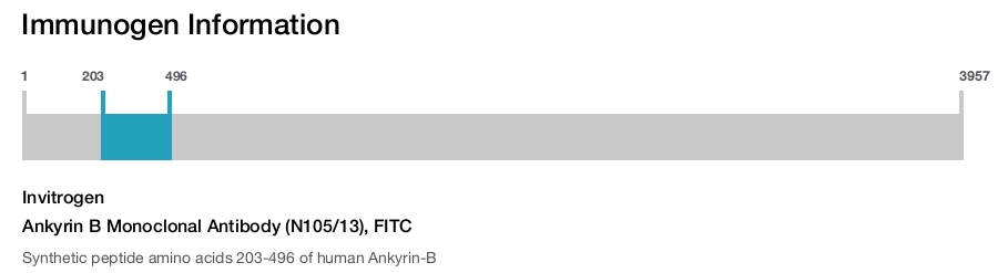 Ankyrin B Monoclonal Antibody (N105/13), FITC