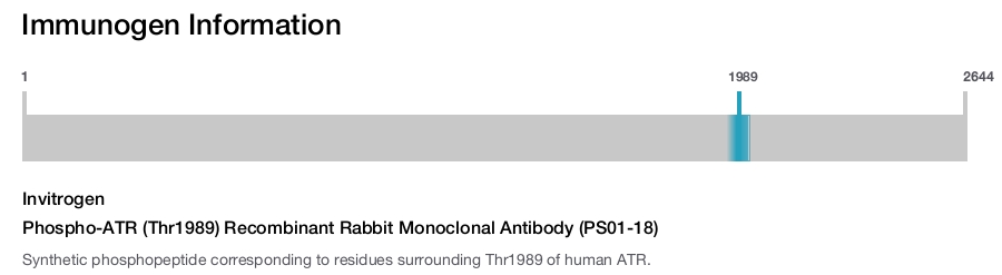 Phospho-ATR (Thr1989) Recombinant Rabbit Monoclonal Antibody (PS01-18)