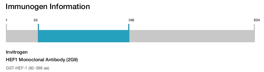 HEF1 Monoclonal Antibody (2G9)