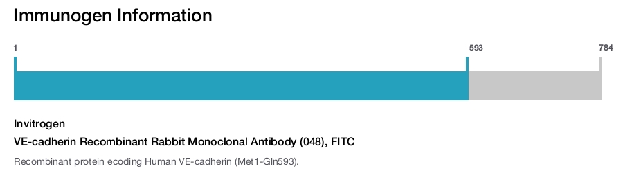VE-cadherin Recombinant Rabbit Monoclonal Antibody (048), FITC