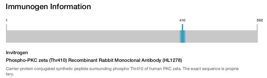 Phospho-PKC zeta (Thr410) Recombinant Rabbit Monoclonal Antibody (HL1278)