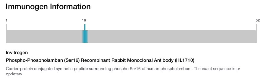 Phospho-Phospholamban (Ser16) Recombinant Rabbit Monoclonal Antibody (HL1710)