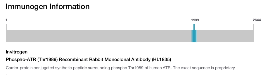 Phospho-ATR (Thr1989) Recombinant Rabbit Monoclonal Antibody (HL1835)