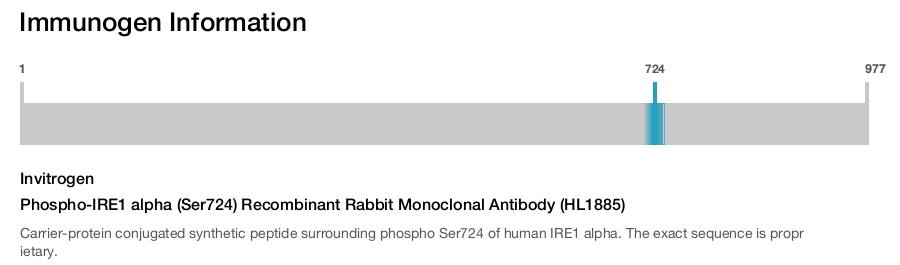 Phospho-IRE1 alpha (Ser724) Recombinant Rabbit Monoclonal Antibody (HL1885)