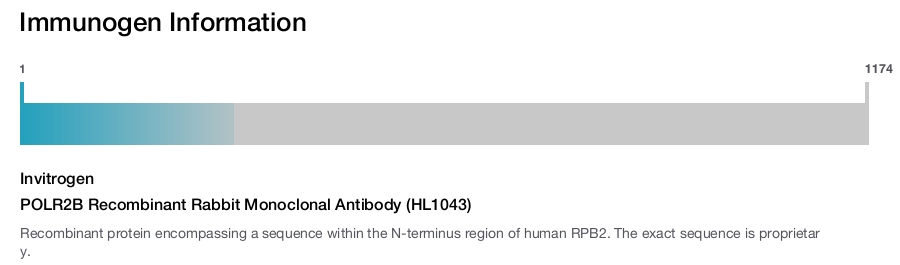 POLR2B Recombinant Rabbit Monoclonal Antibody (HL1043)
