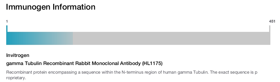 gamma Tubulin Recombinant Rabbit Monoclonal Antibody (HL1175)