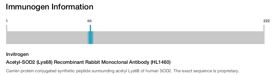 Acetyl-SOD2 (Lys68) Recombinant Rabbit Monoclonal Antibody (HL1460)