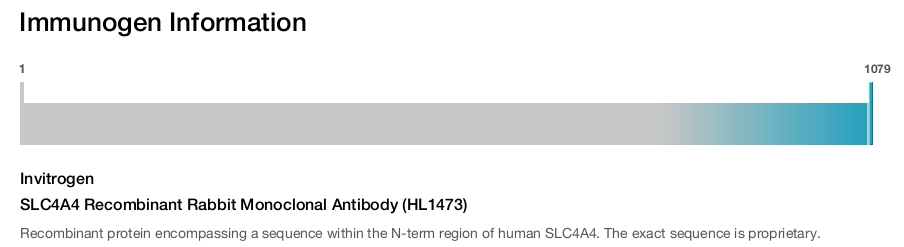 SLC4A4 Recombinant Rabbit Monoclonal Antibody (HL1473)
