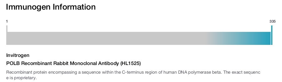 POLB Recombinant Rabbit Monoclonal Antibody (HL1525)