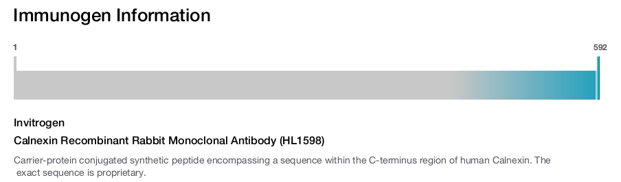 Calnexin Recombinant Rabbit Monoclonal Antibody (HL1598)