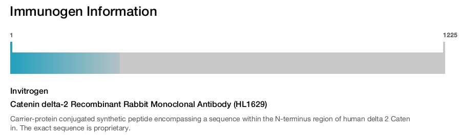Catenin delta-2 Recombinant Rabbit Monoclonal Antibody (HL1629)
