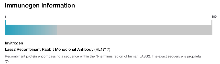 Lass2 Recombinant Rabbit Monoclonal Antibody (HL1717)