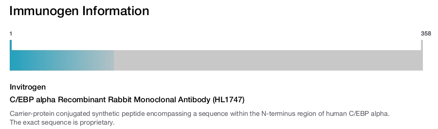 C/EBP alpha Recombinant Rabbit Monoclonal Antibody (HL1747)