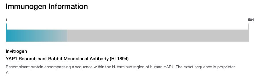 YAP1 Recombinant Rabbit Monoclonal Antibody (HL1894)