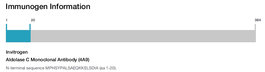 Aldolase C Monoclonal Antibody (4A9)
