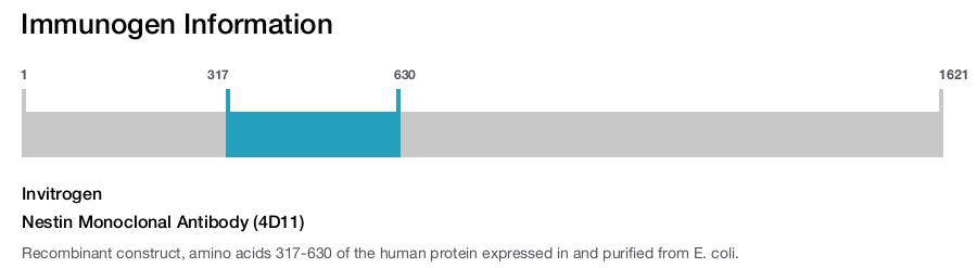 Nestin Monoclonal Antibody (4D11)