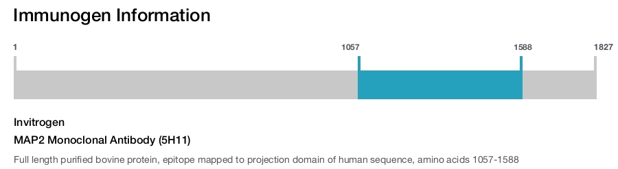 MAP2 Monoclonal Antibody (5H11)