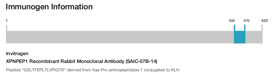 XPNPEP1 Recombinant Rabbit Monoclonal Antibody (SAIC-07B-14)