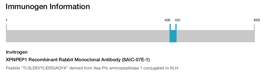 XPNPEP1 Recombinant Rabbit Monoclonal Antibody (SAIC-07E-1)