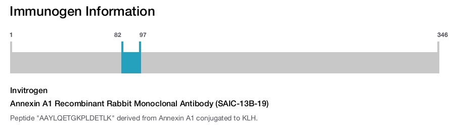 Annexin A1 Recombinant Rabbit Monoclonal Antibody (SAIC-13B-19)