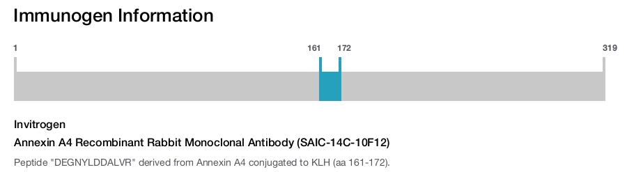 Annexin A4 Recombinant Rabbit Monoclonal Antibody (SAIC-14C-10F12)