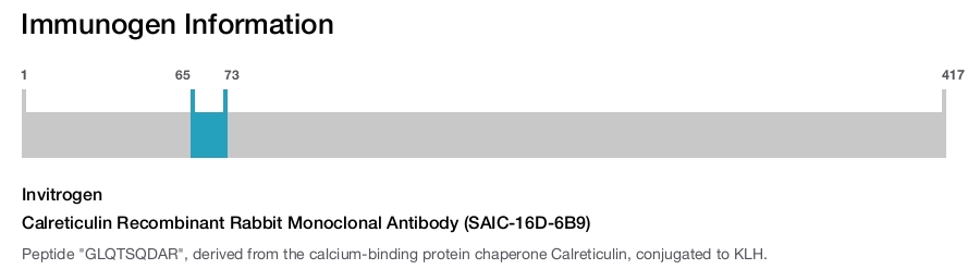 Calreticulin Recombinant Rabbit Monoclonal Antibody (SAIC-16D-6B9)