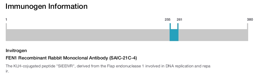FEN1 Recombinant Rabbit Monoclonal Antibody (SAIC-21C-4)