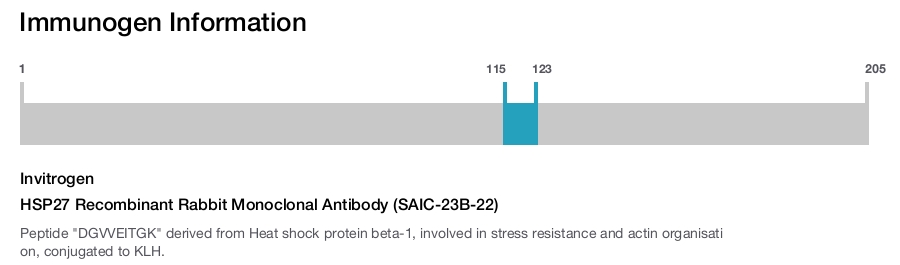 HSP27 Recombinant Rabbit Monoclonal Antibody (SAIC-23B-22)