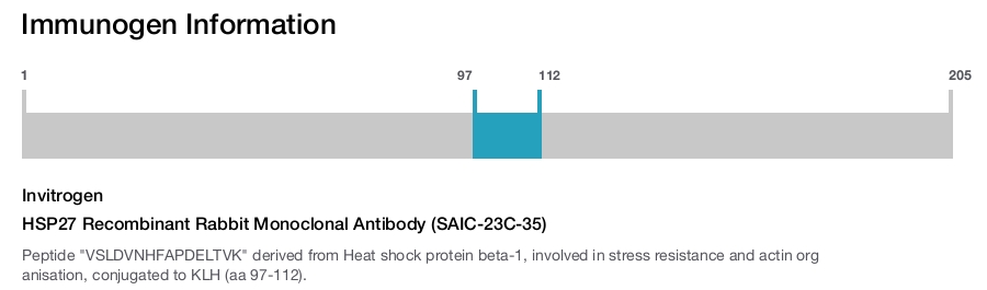 HSP27 Recombinant Rabbit Monoclonal Antibody (SAIC-23C-35)