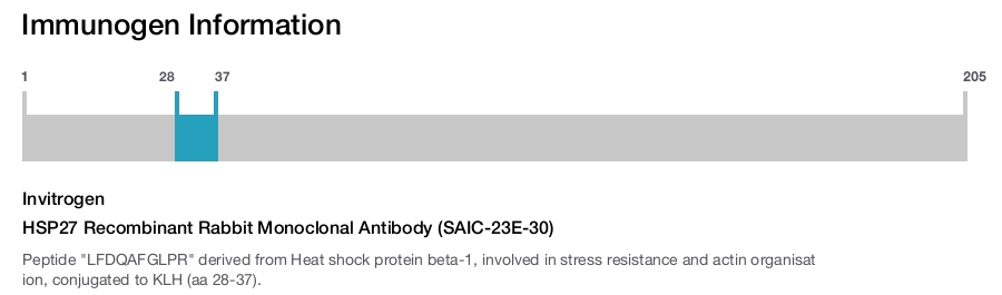 HSP27 Recombinant Rabbit Monoclonal Antibody (SAIC-23E-30)