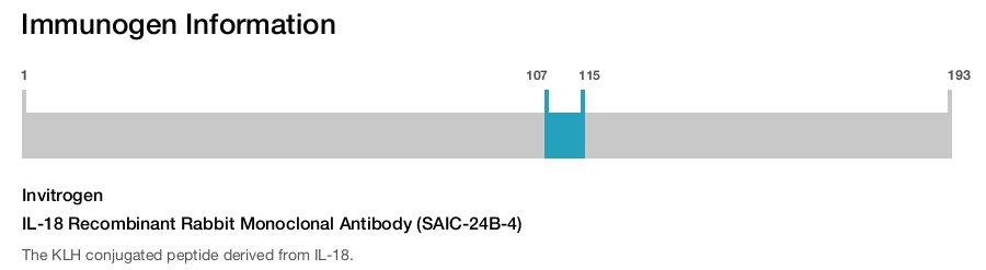 IL-18 Recombinant Rabbit Monoclonal Antibody (SAIC-24B-4)