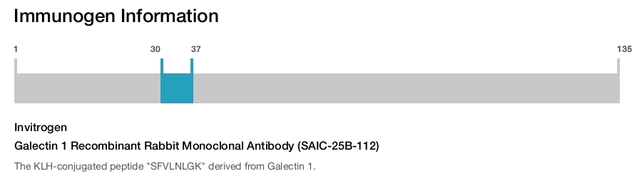 Galectin 1 Recombinant Rabbit Monoclonal Antibody (SAIC-25B-112)