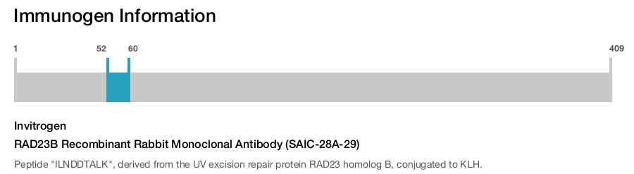 RAD23B Recombinant Rabbit Monoclonal Antibody (SAIC-28A-29)