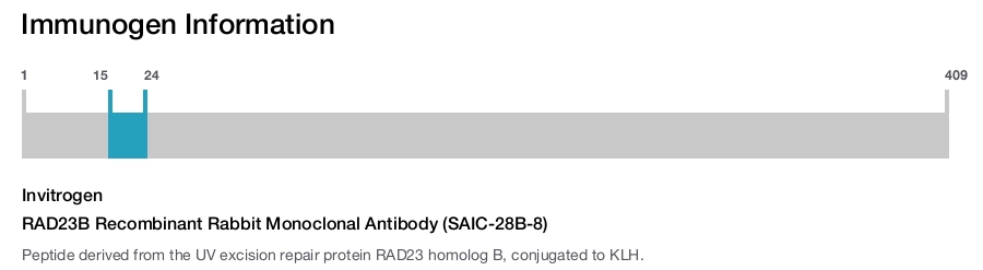 RAD23B Recombinant Rabbit Monoclonal Antibody (SAIC-28B-8)