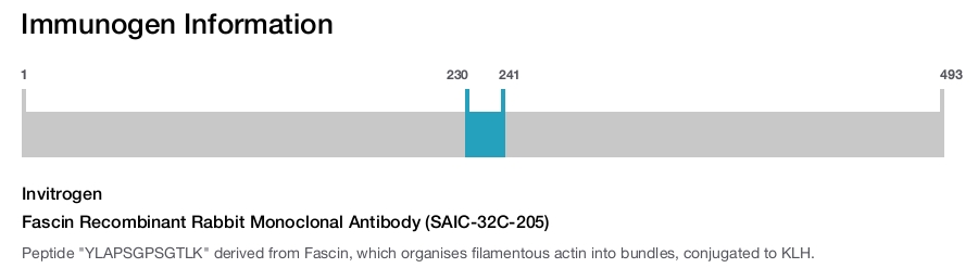 Fascin Recombinant Rabbit Monoclonal Antibody (SAIC-32C-205)