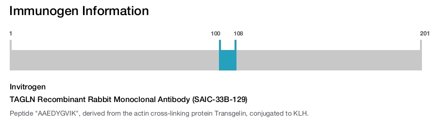 TAGLN Recombinant Rabbit Monoclonal Antibody (SAIC-33B-129)