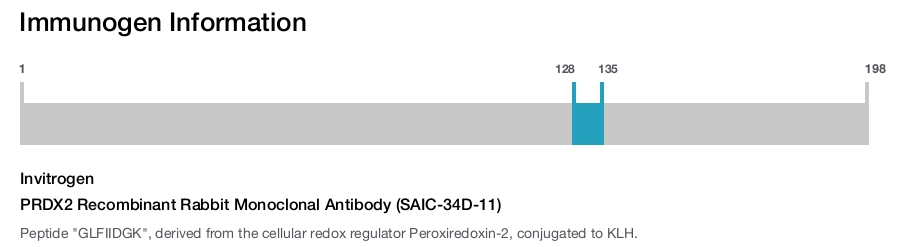 PRDX2 Recombinant Rabbit Monoclonal Antibody (SAIC-34D-11)