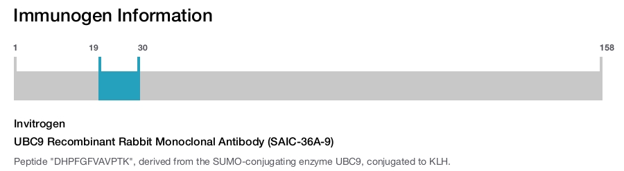 UBC9 Recombinant Rabbit Monoclonal Antibody (SAIC-36A-9)