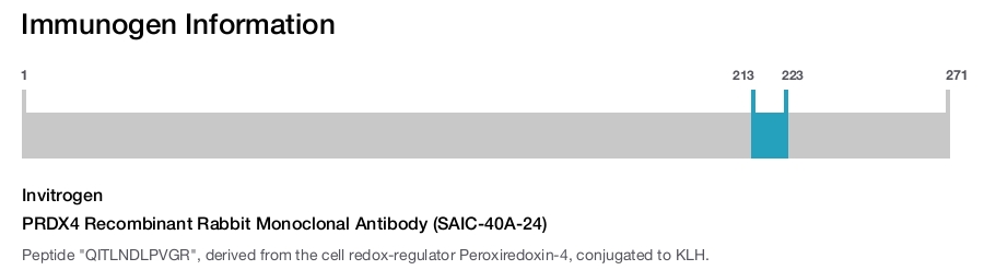PRDX4 Recombinant Rabbit Monoclonal Antibody (SAIC-40A-24)