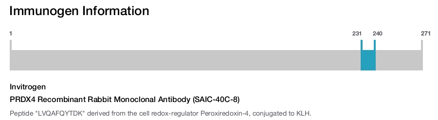 PRDX4 Recombinant Rabbit Monoclonal Antibody (SAIC-40C-8)