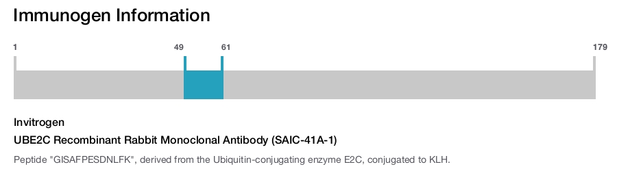 UBE2C Recombinant Rabbit Monoclonal Antibody (SAIC-41A-1)