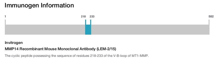 MMP14 Recombinant Mouse Monoclonal Antibody (LEM-2/15)
