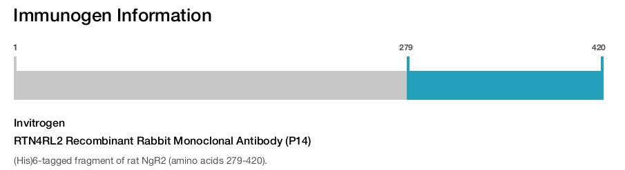 RTN4RL2 Recombinant Rabbit Monoclonal Antibody (P14)