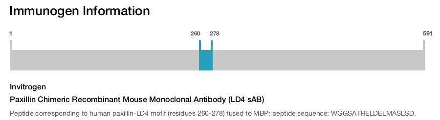 Paxillin Chimeric Recombinant Mouse Monoclonal Antibody (LD4 sAB)