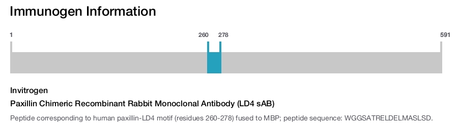 Paxillin Chimeric Recombinant Rabbit Monoclonal Antibody (LD4 sAB)