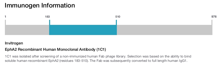 EphA2 Recombinant Human Monoclonal Antibody (1C1)