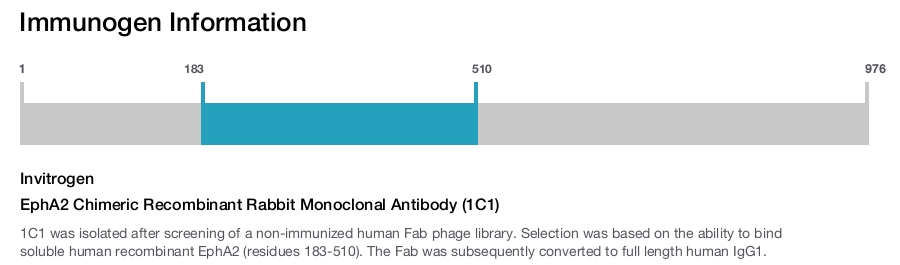 EphA2 Chimeric Recombinant Rabbit Monoclonal Antibody (1C1)