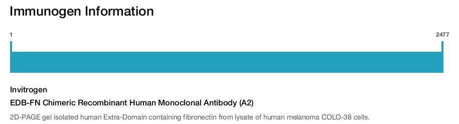 EDB-FN Chimeric Recombinant Human Monoclonal Antibody (A2)